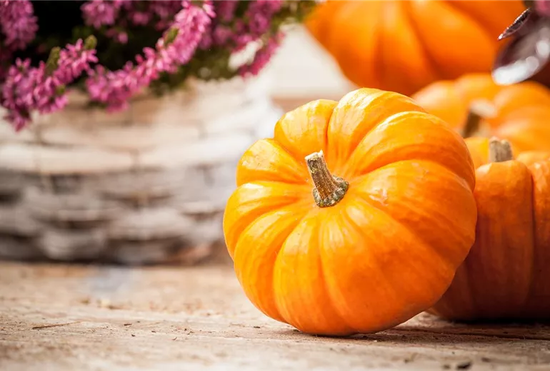 Cucurbita maxima
