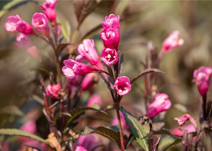 Weigelien – Blütenwunder und Augenweide Weigelien – Blütenwunder und Augenweide