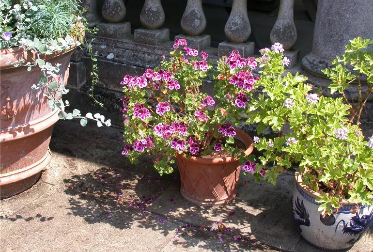 Pelargonium crispum