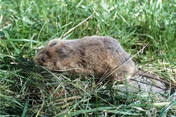 Das jeweils richtige Mittel zur Schädlingsbekämpfung finden