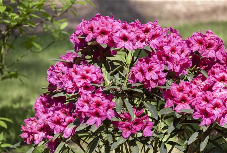 Rhododendron