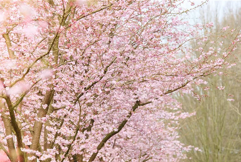 Prunus subhirtella 'Accolade'