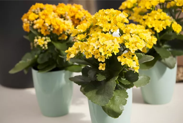 Kalanchoe
