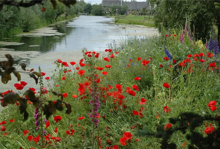 Papaver rhoeas, rot