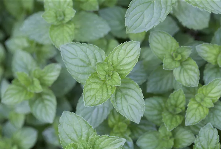 Mentha x piperita