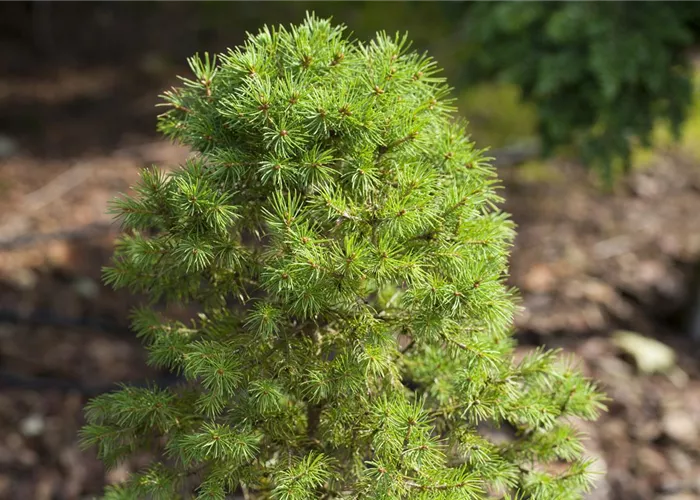 Zwergkoniferen - klein aber fein Zwergkoniferen - klein aber fein