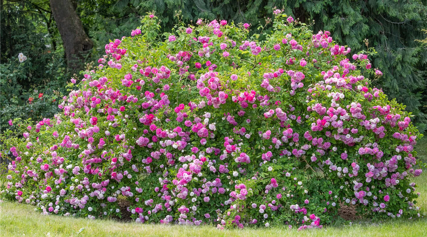 Blühende Wildrose mit einfachen, ungefüllten Blüten
