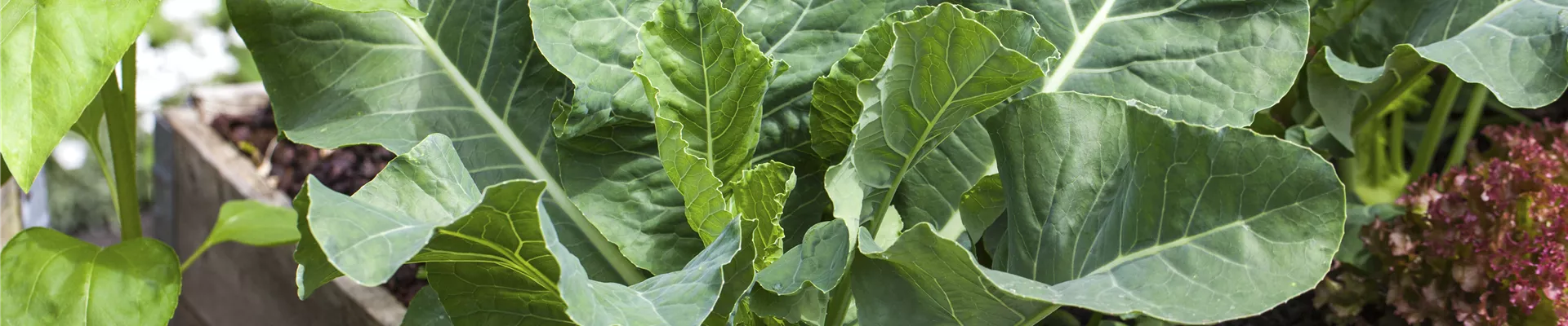 Brassica oleracea var. gongylodes