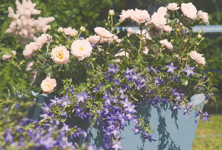 Rosa