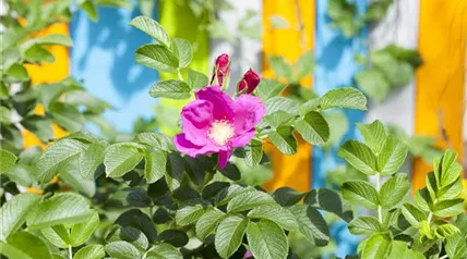 Wildrose