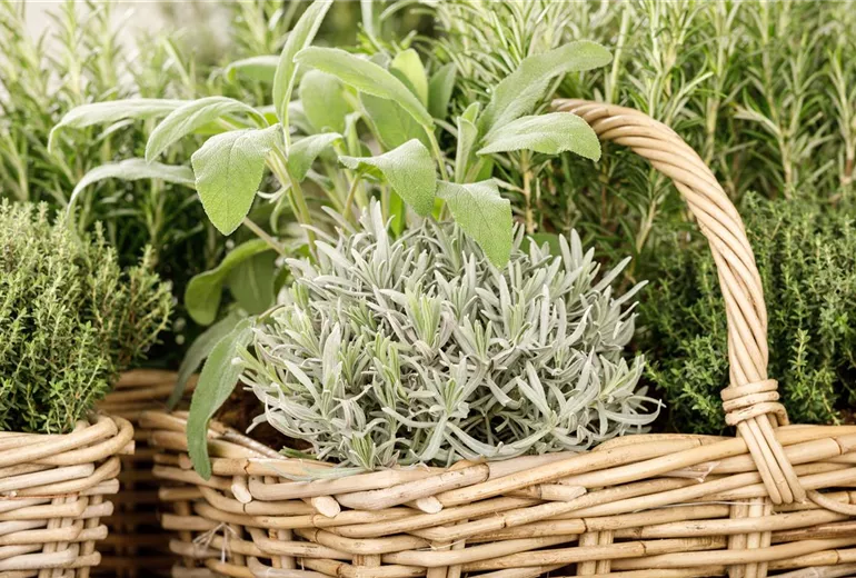 Salvia officinalis