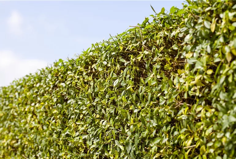 Ligustrum vulgare