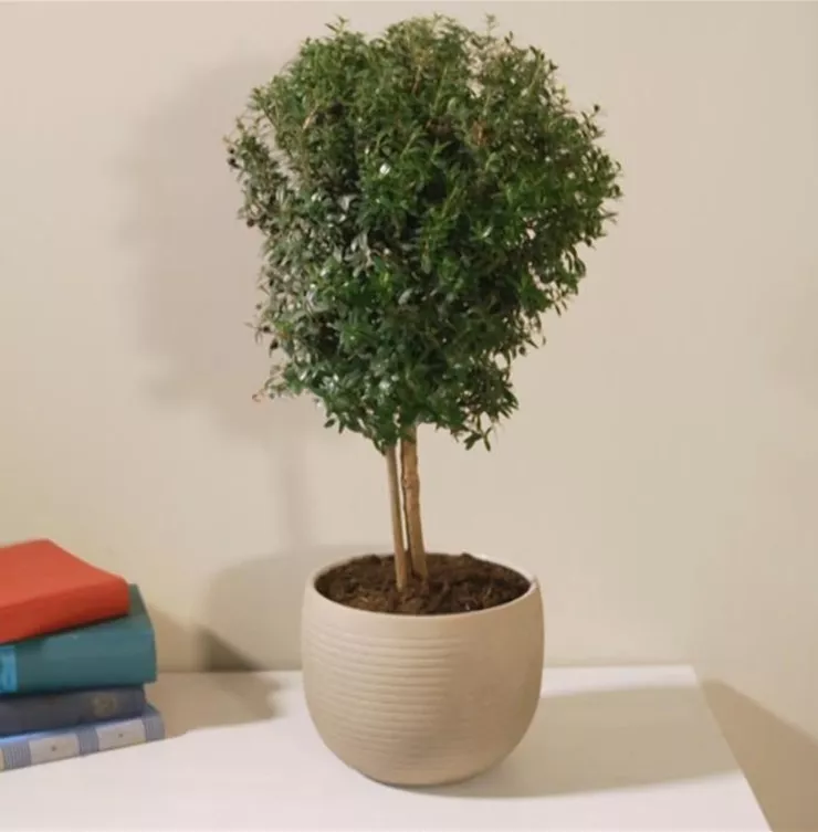 Brautmyrte - Umtopfen Brautmyrte - Umtopfen