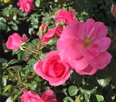 Rosa 'Bienenweide' -R- Rosa BT Rosa 'Bienenweide' -R- Rosa BT