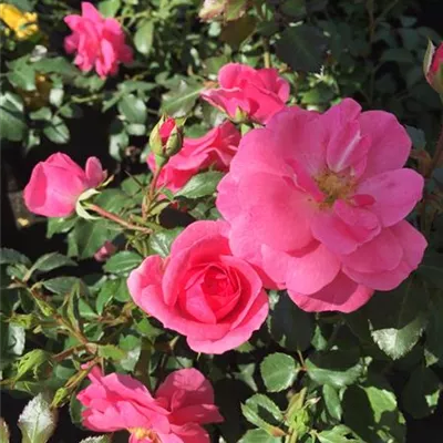 Rosa 'Bienenweide' -R- Rosa BT