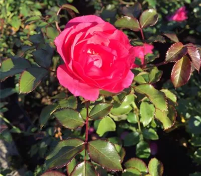 Rosa 'Mirato' -R- ADR