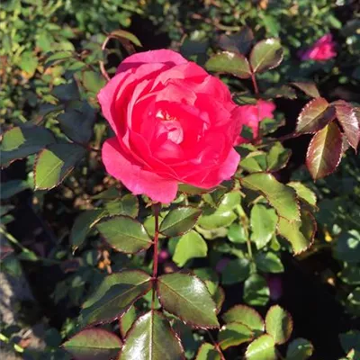 Rosa 'Mirato' -R- ADR