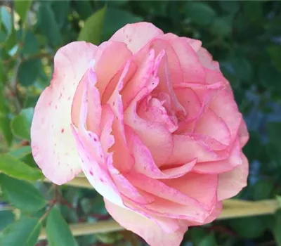 Rosa 'Eden Rose '85' -R- KL Rosa 'Eden Rose '85' -R- KL