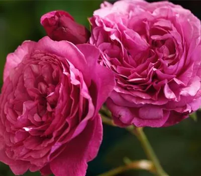 Rosa 'Kaffe Fassett' Rosa 'Kaffe Fassett'