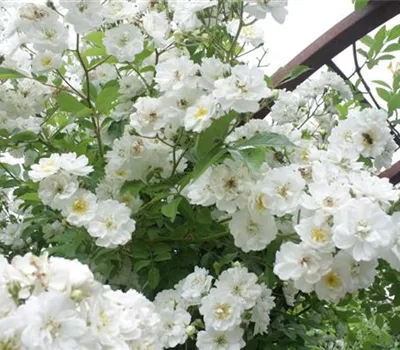 Rosa 'Guirlande d' Amour' -R- KL