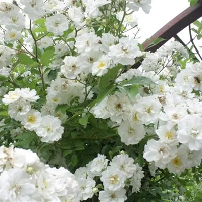 Rosa 'Guirlande d' Amour' -R- KL