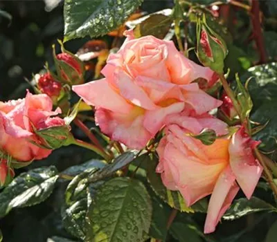 Rosa 'Barock' -R- KL Rosa 'Barock' -R- KL
