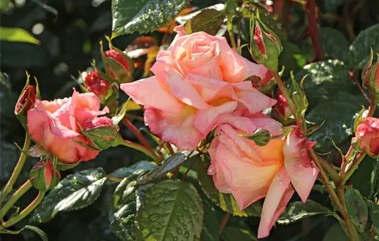 Rosa 'Barock' -R- KL