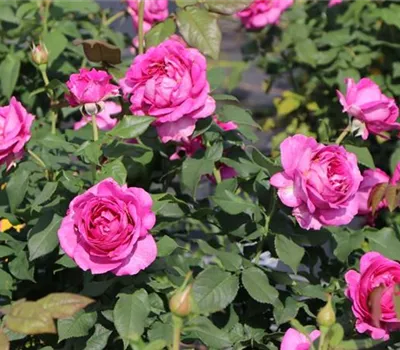 Rosa 'Carmen Würth' -R- BT