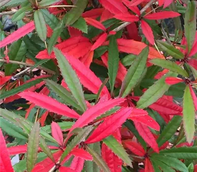 Berberis julianae Berberis julianae