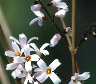 Abeliophyllum distichum Abeliophyllum distichum