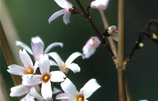Abeliophyllum distichum