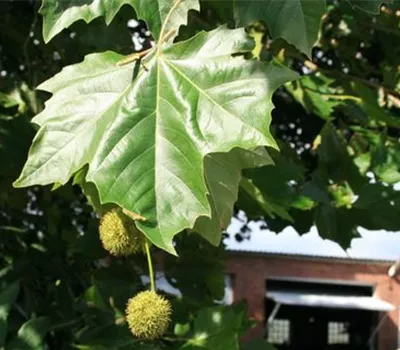 Platanus hispanica