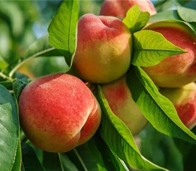 Prunus persica 'Benedicte' CAC Prunus persica 'Benedicte' CAC