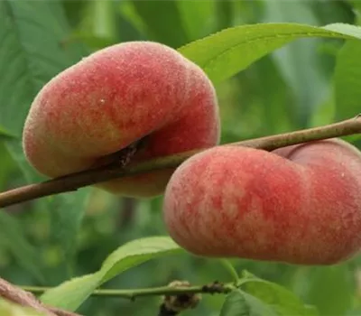 Prunus persica 'Piattafortwo' -S- CAC Prunus persica 'Piattafortwo' -S- CAC