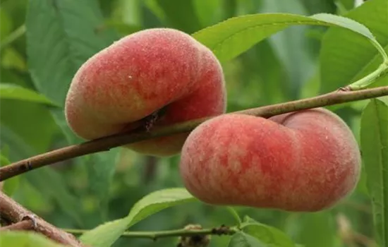 Prunus persica 'Piattafortwo' -S- CAC