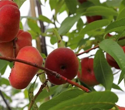 Prunus persica 'Saturne' CAC Prunus persica 'Saturne' CAC