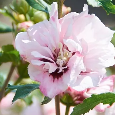 Hibiscus syriacus 'Leopoldii'