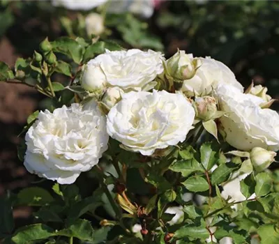 Rosa 'Schneeküsschen' -R- Rosa 'Schneeküsschen' -R-