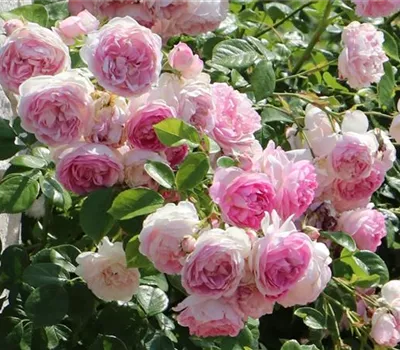 Rosa 'Jasmina' -R- KL Rosa 'Jasmina' -R- KL