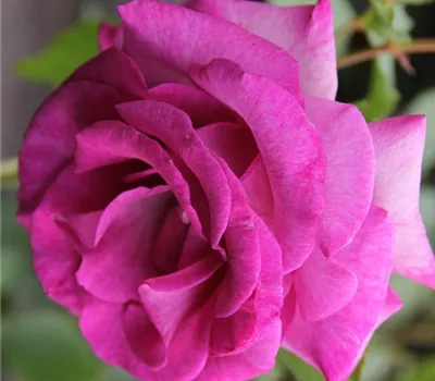 Rosa 'Climbing Violette Parfumée' KL