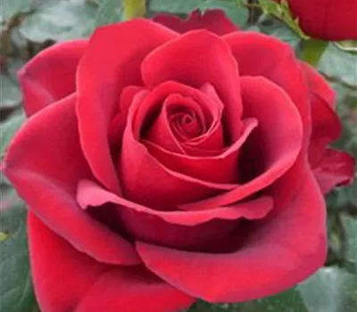 Rosa 'Grande Classe'-R- TH