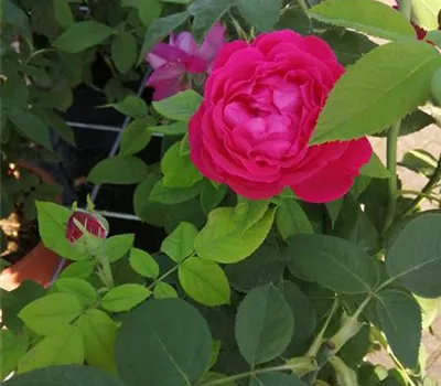 Rosa 'Ulrich Brunner fils' STR Rosa 'Ulrich Brunner fils' STR