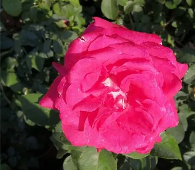 Rosa 'Acapella' -R- TH Rosa 'Acapella' -R- TH