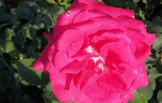 Rosa 'Acapella' -R- TH