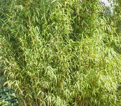 Fargesia murieliae 'Standing Stone 2020' -R- -S- Fargesia murieliae 'Standing Stone 2020' -R- -S-