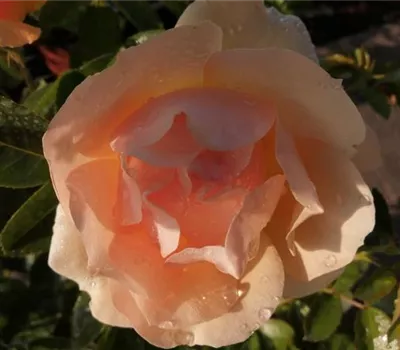 Rosa 'Hansestadt Rostock' -R- BT Rosa 'Hansestadt Rostock' -R- BT