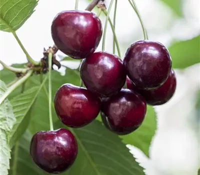 Prunus av.'Erika' CAC