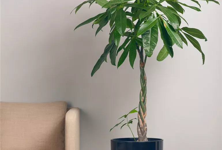 Pachira aquatica