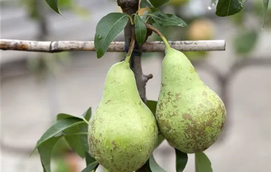 Pyrus com.'Conferencebirne' CAC