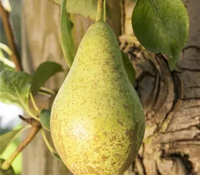 Pyrus com.'Gute Luise v.Avranches' CAC Pyrus com.'Gute Luise v.Avranches' CAC